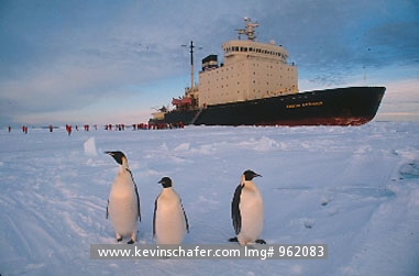 PENGUINS, EMPEROR: (Aptenodytes forsteri) Antarctica, Emperor penguins in front of the Russian icebreaker Captain Khlebnikov.