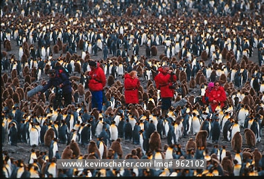 ANTARCTICA: Tourists in king penguin (Aptenodytes patagonicus) colony, South Georgia, Sub-Antarctic.
