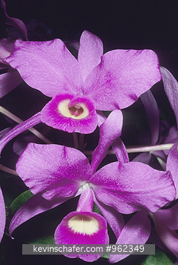 ORCHID: (Cattleya skinneri)  
National Flower of Costa Rica. Also known as Guaria Morada.