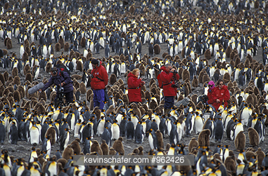 ANTARCTICA: Antarctica, South Georgia Island, Tourists among king penguin colony.