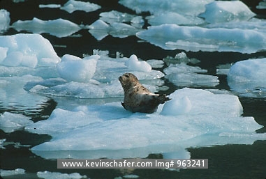 SEAL, HARBOR: (Phoca vitulina) 
USA, Alaska, Glacier Bay National Monument,
Harbor seal on ice from glacier.