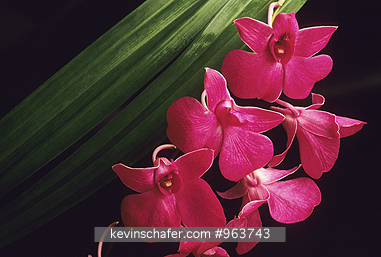 FLORA, ORCHID: Detail of hybrid dendrobium orchid.