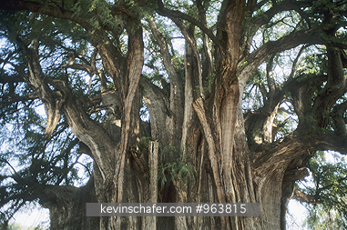 TREE, TULE: (Taxodium species)  Mexico, Oxacaca, Tule. LARGEST TRUNK OF ANY TREE IN THE WORLD