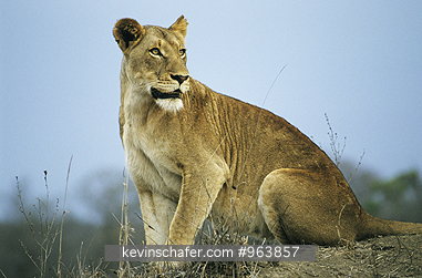 LION, AFRICAN: (Panthera leo)  South Africa,    Kruger National Park, Lioness watching prey.