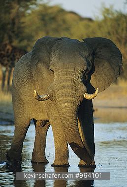 ELEPHANTS, AFRICAN: (Loxodonta africana)  Botswana, African elephant standing in river.