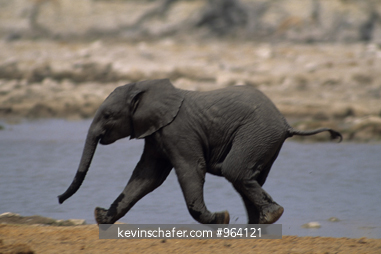 ELEPHANT, AFRICAN: (Loxodonta africanus) Baby coming to water hole, Etosha National Park, Namibia.