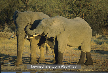 ELEPHANTS, AFRICAN: (Loxodonta africana)   Botswana, Okavango Delta, Two African elephants greeting one another.