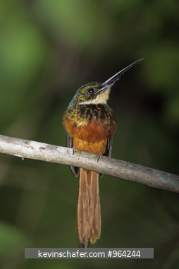 JACAMAR, RUFOUS-TAILED: Braulio Carrillo National Park, Costa Rica