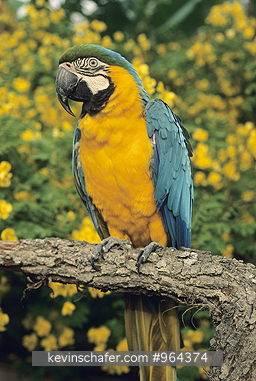 MACAW, BLUE AND YELLOW: (Ara ararauna) Portrait of a blue and yellow macaw.  They range from Mexico and Central to northern parts of South America.