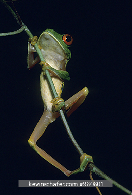 FROG, RED-EYED TREE: (Agalychnis callidryas) climbing stalk, Belize.