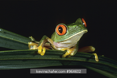 FROG, RED-EYED TREE: (Agalychnis callidryas) Costa Rica, Red-eyed tree frog on leaf.