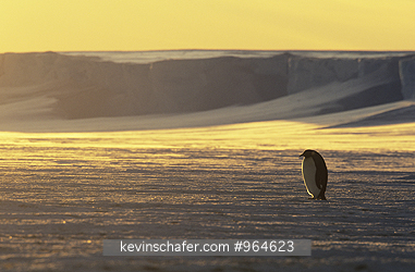 PENGUINS, EMPEROR: (Aptenodytes forsteri) Antarctica, Weddell Sea, Atka Bay, Lone emperor penguin at sunset.