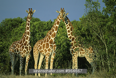 GIRAFFE, RETICULATED: (Giraffa camelopardalis reticulata)  Kenya, Aberdares, Three giraffes congregating on the plains.