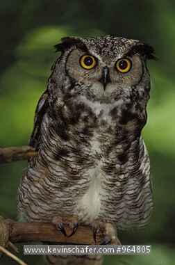 OWL, GREAT HORNED: (Bubo virginianus)  USA, Washington State, Portrait of a great horned owl.  CAPTIVE ANIMAL