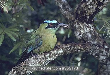 MOTMOT, BLUE-CROWNED: (Momotus momota) 
Costa Rica, Blue-crowned mot-mot with butterfly in beak.