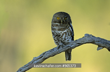 OWL, BARRED: (Glaucidium capense) Okavango Delta, Botswana.