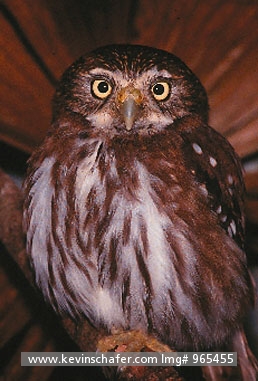 OWL, FERRUGINOUS PYGMY-: (Glaucidium brasilianum) Belize, Portrait of a ferruginous pygmy owl.  They range from Mexico down into Central America.  CAPTIVE ANIMAL