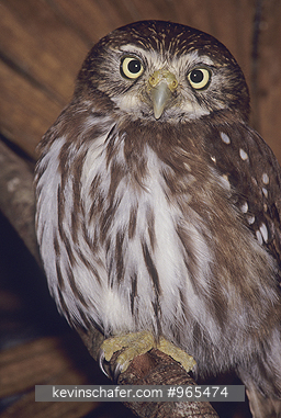 OWL, FERRUGINOUS PYGMY: (Glaucidium brasilianum) Belize, Portrait of a ferruginous pygmy owl. They range from Mexico down into Central America. CAPTIVE ANIMAL
