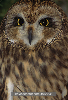 OWL, SHORT-EARED: (Asio flammeus)  North America, Portrait of a short-eared owl.  CAPTIVE ANIMAL