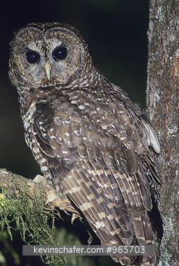 OWLS, NORTHERN SPOTTED: (Strix occidentalis) USA, Central Oregon, Portrait of a wild northern spotted owl.