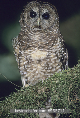 OWL, NORTHERN SPOTTED: (Strix occidentalis) USA, Northern California, Portrait of a wild northern spotted owl.