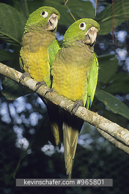 PARAKEETS, OLIVE-THROATED: (Arantinga nana)Southern Mexico, Pair of olive-throated parakeets.  They can be seen throughout Central America.
