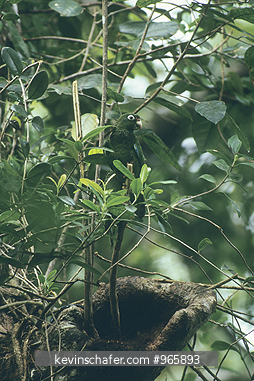 PARROT, PUERTO RICAN: (Amazona vittata) Endangered, 40 left in wild, Puerto Rico.