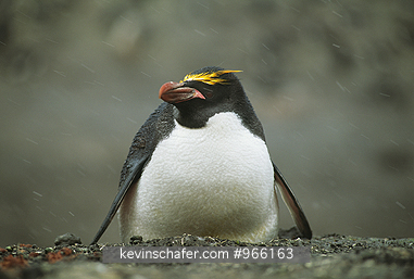PENGUINS, MACARONI: (Eudyptes chrysolophus)  Antarctica, South Sandwich Island, Macaroni penguin in the snow.