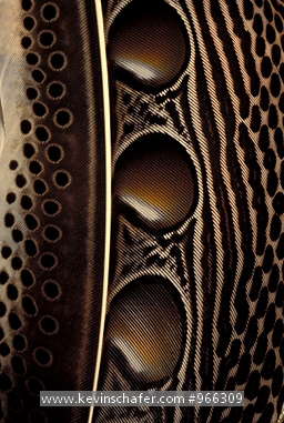 FEATHERS: SE Asia, Detail of an argus pheasant feather.