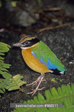 PITTA, BLUE-WINGED: (Pitta moluccensis) Southeast Asia.