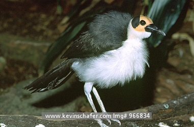 ROCKFOWL, WHITE-NECKED: (Picathartes gymnocephalus)  West Africa, Portrait of a White-necked Rockfowl, or Picathartes.  CAPTIVE