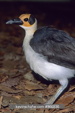 ROCKFOWL, WHITE-NECKED: White-necked Picathartes or Rockfowl (Picathartes gymnocephalus) West Africa. CAPTIVE
