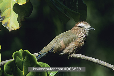 ROLLER, PURPLE: (Coracias naevia)  Zimbabwe, Portrait of a purple roller perched on branch.