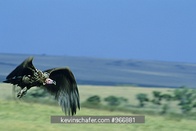 VULTURES, NUBIAN : (Torgos trachelious), LAPPET-FACED, Kenya, Masai Mara Reserve, Flying Nubian vulture.