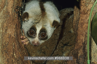 LORIS, SLOW: (Nycticenus coucang)  SE Asia, Portrait of a slow loris. CAPTIVE ANIMAL