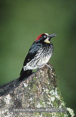 WOODPECKER, ACORN: Acorn Woodpecker, (Melanerpes formicivorus), Costa Rica, Talamanca Mountains.