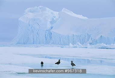 SKUAS, SOUTH POLAR: (Catharacta maccormicki)Antarctica, Group of south polar skuas bathing in meltwater pool.