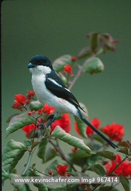 SHRIKE, FISCAL: (Lanius collaris)   Kenya, Aberdares, Portrait of a fiscal shrike.  They are found throughout southern Africa except for western Mozambique, central Botswana and western Zimbabwe.