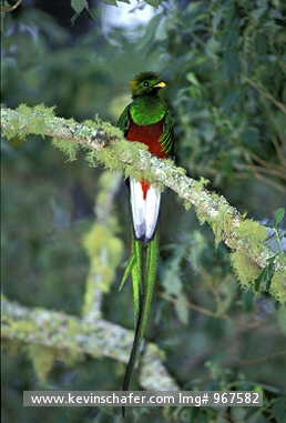 QUETZAL, RESPLENDENT: (Pharomachrus moccino)  Costa Rica, Talamanca Range, Portrait of a perched resplendent quetzal.