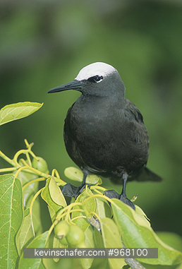 NODDY, WHITE-CAPPED: (Anous minutus) Australia, Barrier Reef, Portrait of a white-capped noddy.