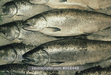 USA, WASHINGTON, CITIES: Seattle, Pike Place Market, King Salmon for sale, displayed on ice, July.
