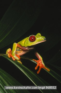 FROG, RED-EYED TREE: (Agalychnis callidryas)  Panama, Red-eyed tree frog on leaf.