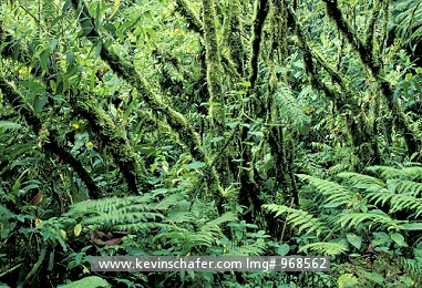 COSTA RICA: Costa Rica, Tapanti National Park, Cloud forest interior. This forest is one of the wettest places in Costa Rica.