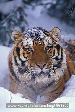 TIGER, SIBERIAN: (Panthera tigris altaica)  Portrait of the endangered Siberian tiger, captive.