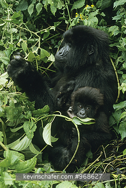 GORILLA, MOUNTAIN: (Gorilla gorilla beringei) Rwanda, Virunga Mountains, Portrait of mother and baby, Sabyinyo Group.
