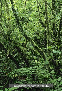 COSTA RICA: Costa Rica, Tapanti National Park, Cloud forest interior. This forest is one of the wettest places in Costa Rica.