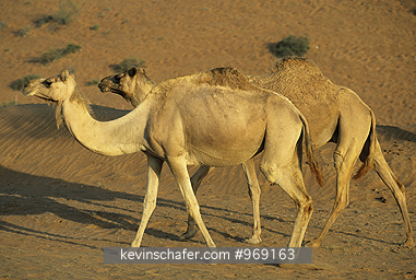 CAMEL: (Camelus dromedarius)  Oman, Wahiba Sands, Two camels walking across the desert.