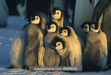 PENGUINS, EMPEROR: (Aptenodytes forsteri), Chicks, Riiser-Larsen colony, Antarctica.