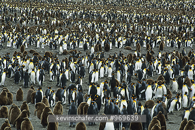 PENGUINS, KING: (Aptenodytes patagonicus) Sub-Antarctica, South Georgia, Large colony of king penguins.