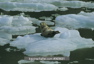 SEAL, HARBOR: (Phoca vitulina) on ice flow, Glacier Bay, Southeast Alaska.